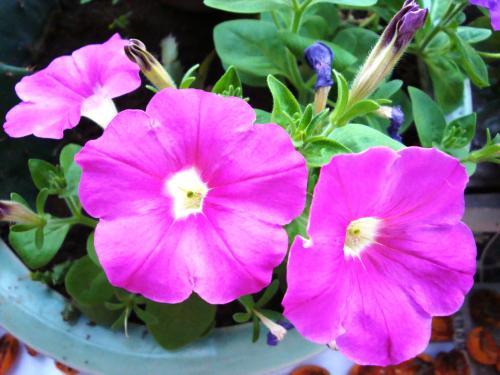 最適合花箱種植的花，不僅好看，養(yǎng)護(hù)也很方便！